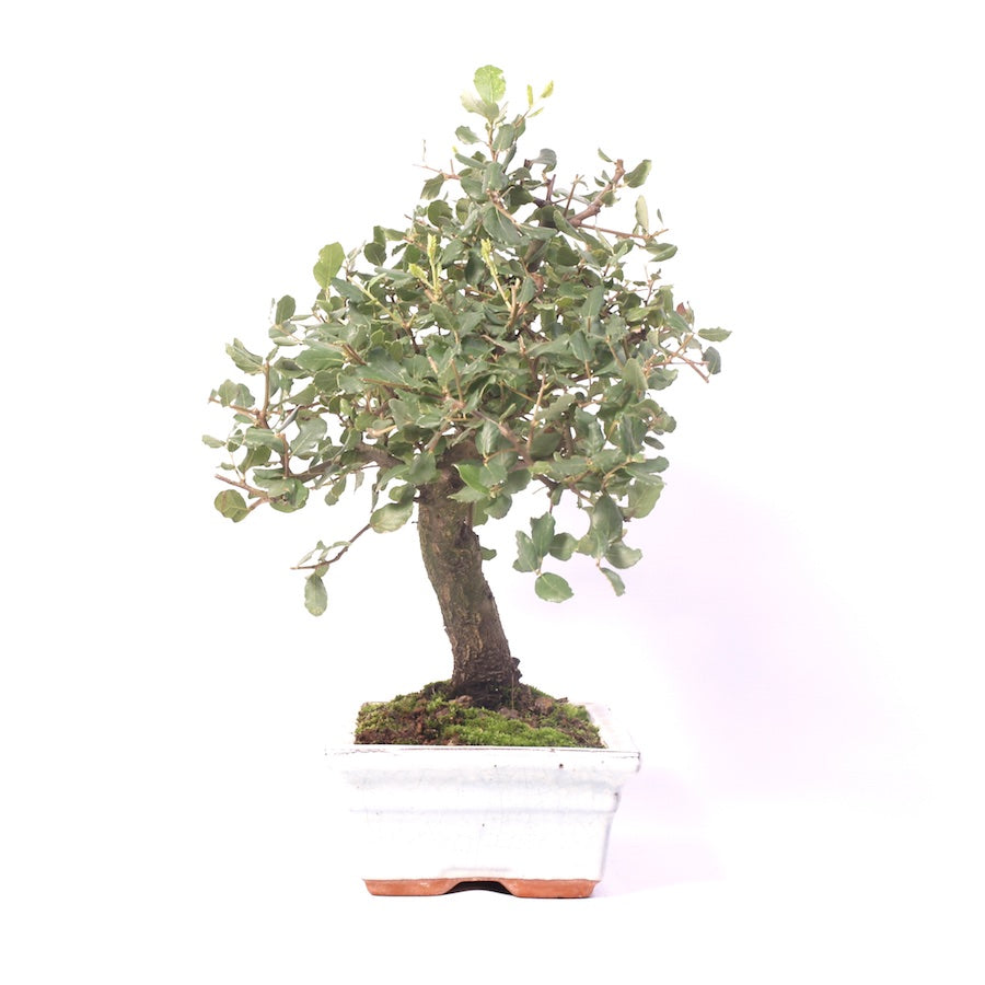 Quercus Suber, Outdoor, 25cm, Höhe 35cm