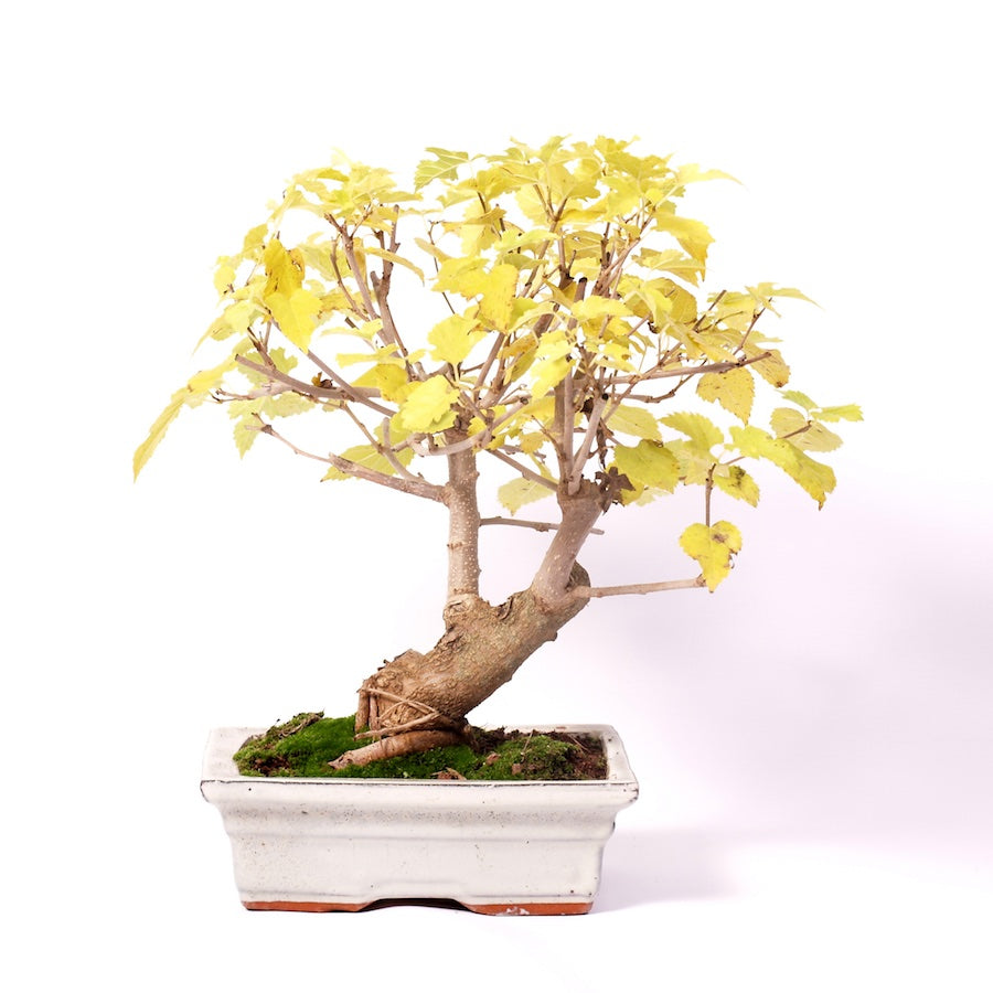Morus, Outdoor, 20cm, Höhe 32cm