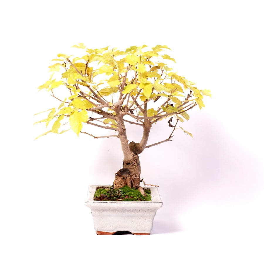 Morus, Outdoor, 20cm, Höhe 32cm