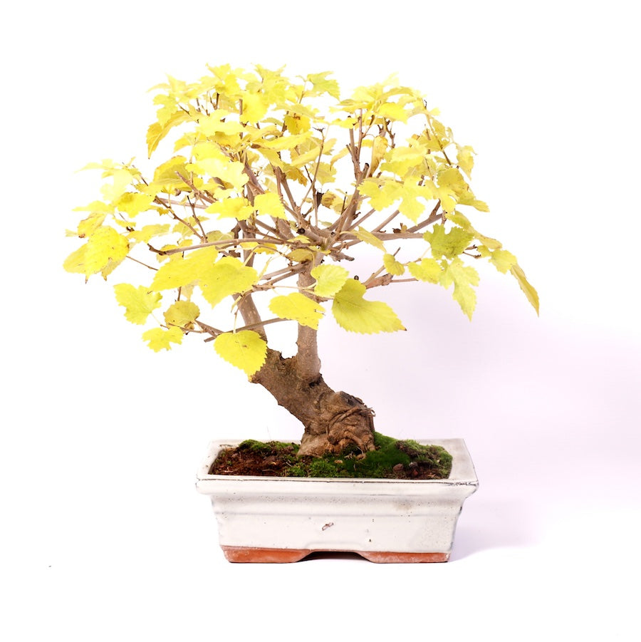 Morus, Outdoor, 20cm, Höhe 32cm