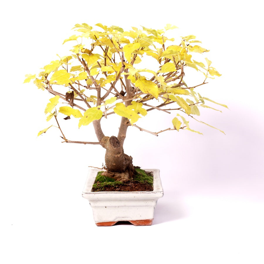 Morus, Outdoor, 20cm, Höhe 32cm