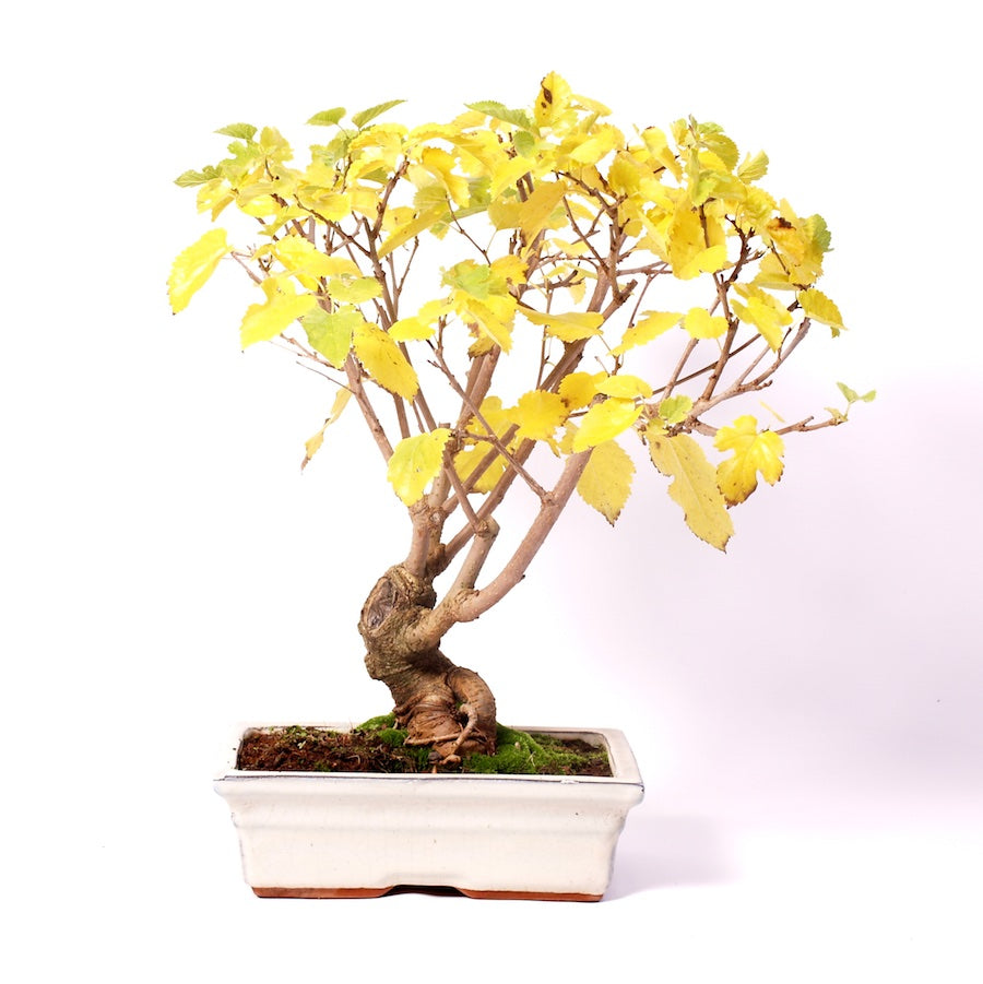 Morus, Outdoor, 25cm, Höhe 45cm