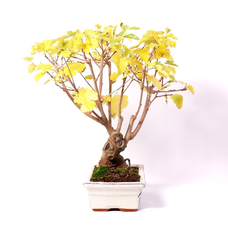 Morus, Outdoor, 25cm, Höhe 45cm