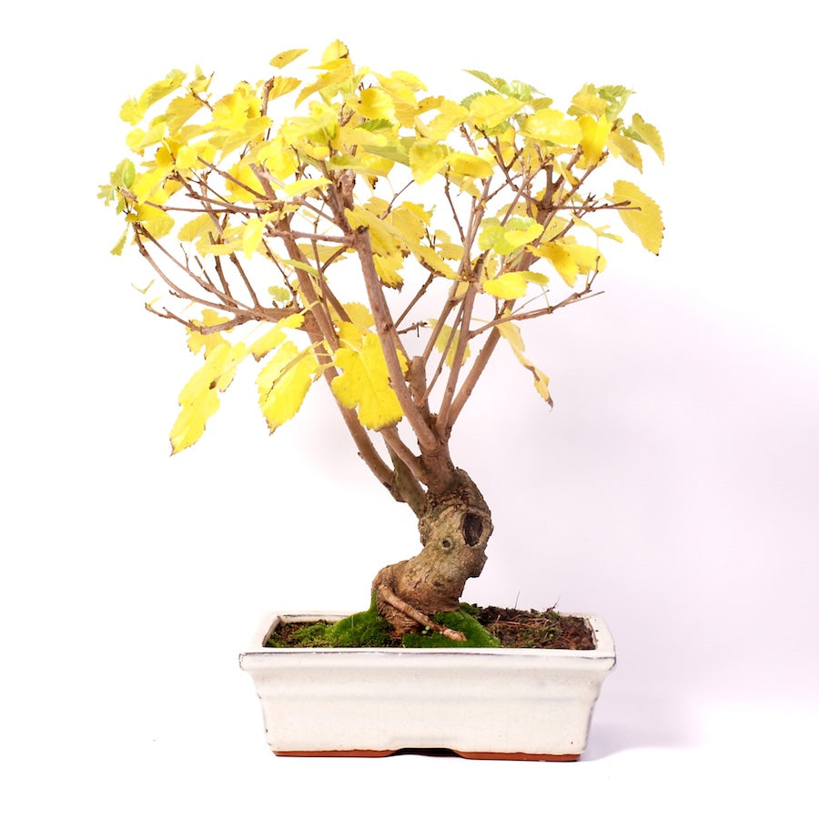 Morus, Outdoor, 25cm, Höhe 45cm
