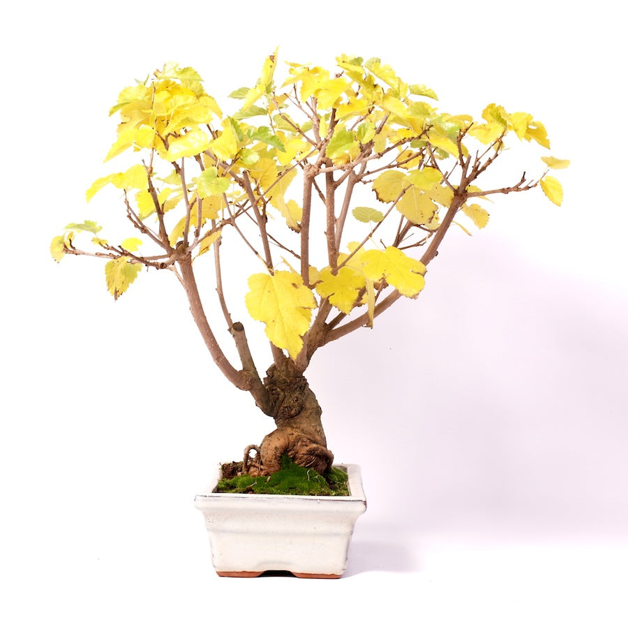 Morus, Outdoor, 25cm, Höhe 45cm
