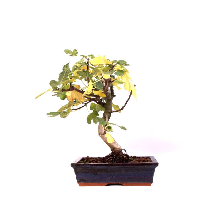 Ficus Carica, vijgenboom, potmaat 28 cm , hoogte 46 cm