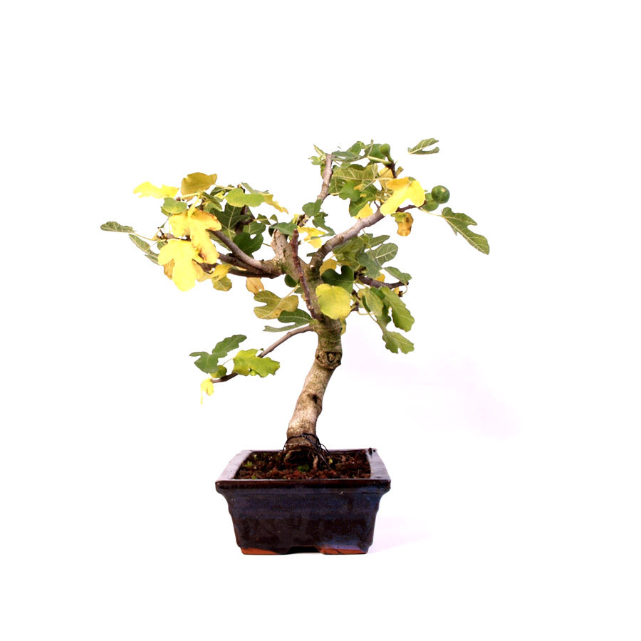 Ficus Carica, vijgenboom, potmaat 28 cm , hoogte 46 cm