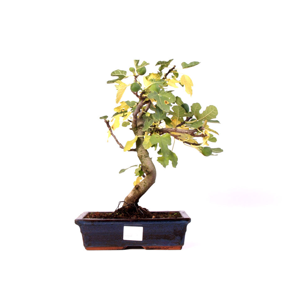 Ficus Carica, vijgenboom, potmaat 28 cm , hoogte 46 cm