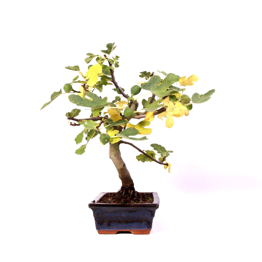 Ficus Carica, vijgenboom, potmaat 28 cm , hoogte 46 cm