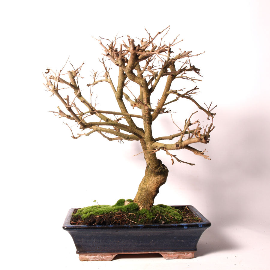 Morus Amoreira blauwe pot maat 35cm