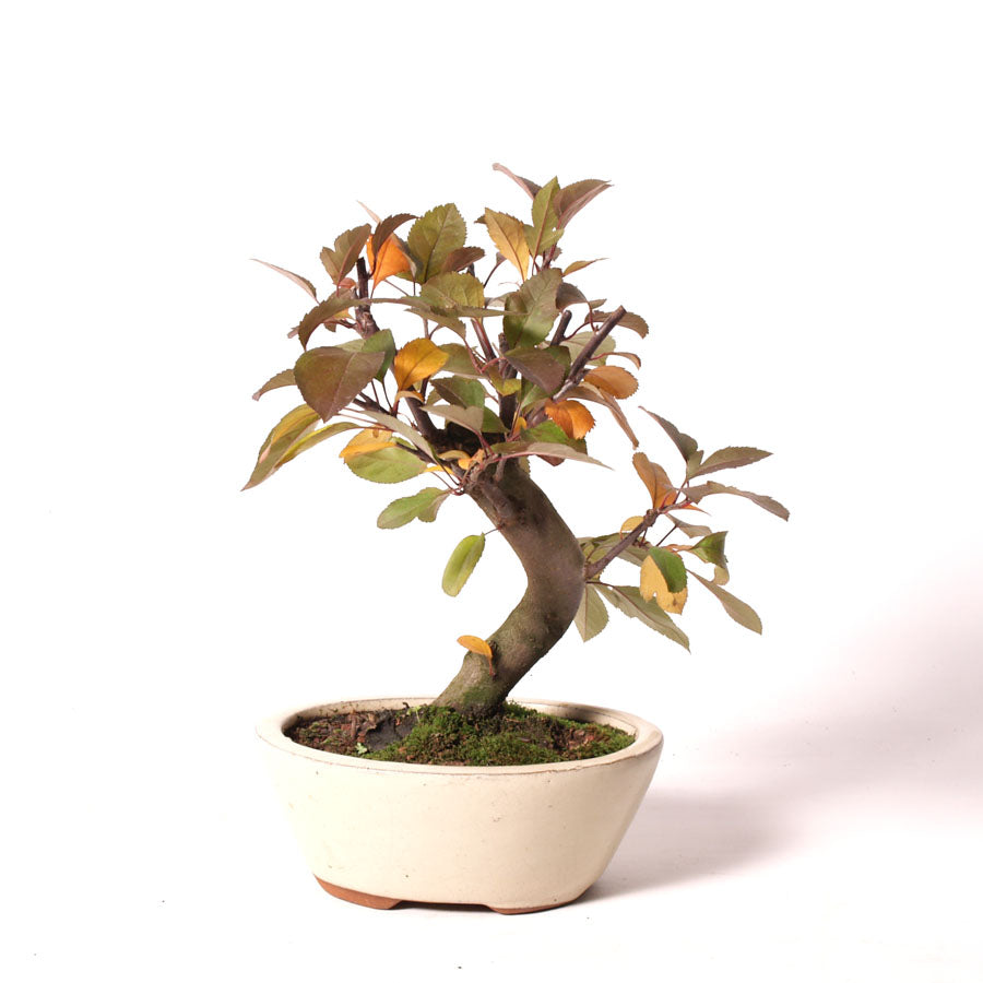 Malus Rouge cream pot size 15cm