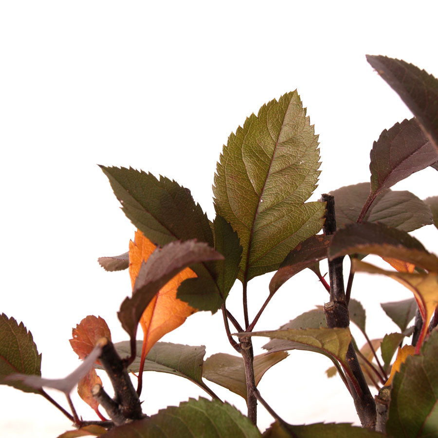 Malus Rouge pot crème de 15 cm