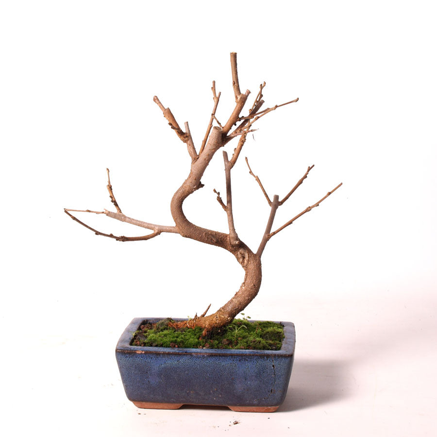 Morus Amoreira pot bleu taille 15 cm