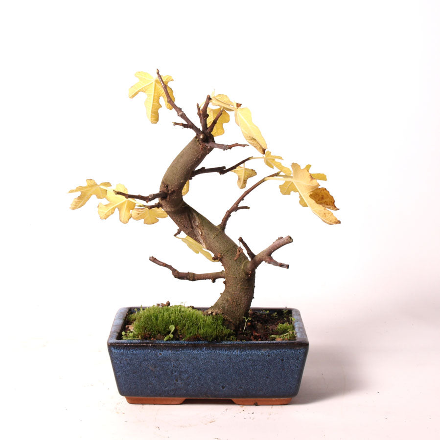 Ficus Carica blauwe pot maat 20cm