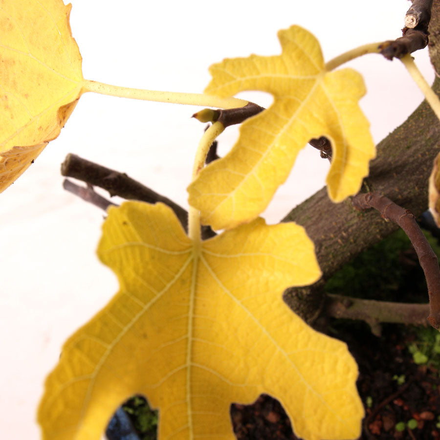 Ficus Carica blauwe pot maat 20cm
