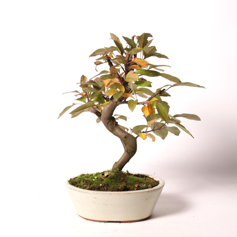 Malus Rouge cream pot size 20cm