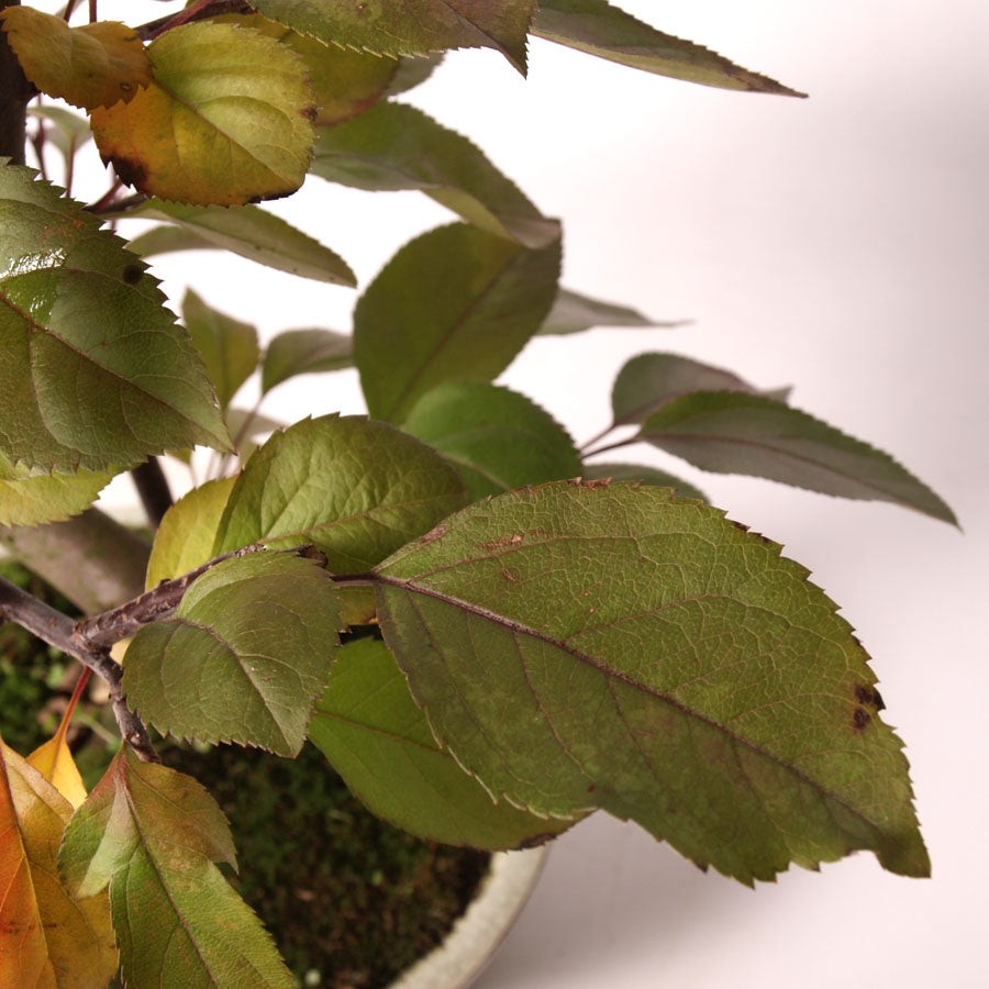 Malus Rouge cream pot size 20cm