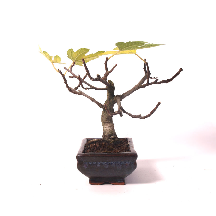 Ficus Carica, figuier, pot bleu de 15 cm, hauteur 25 cm