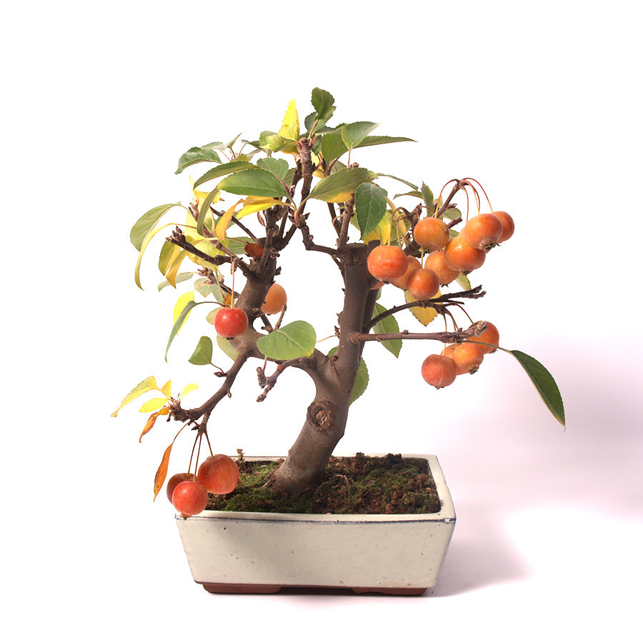 Malus Domestica, extérieur, 20 cm, hauteur 35 cm