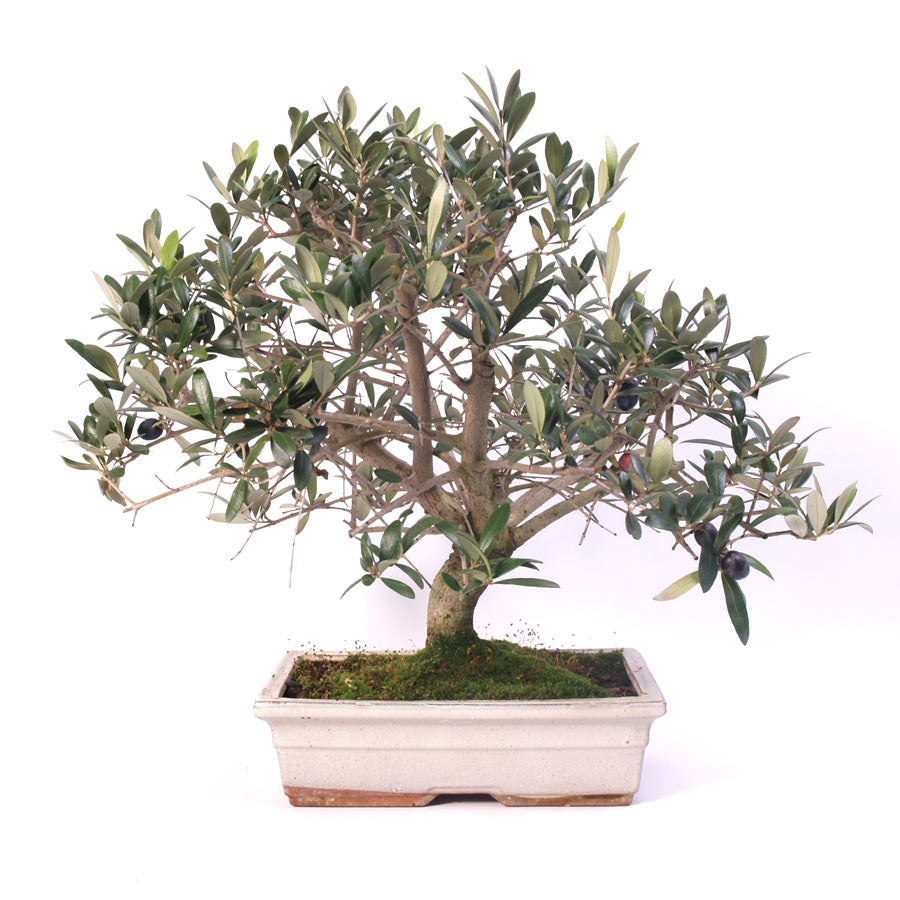 Olea Europea, Outdoor, 30cm cremekleurige pot, hoogte 45cm, tijdelijk in blauw keramiek.