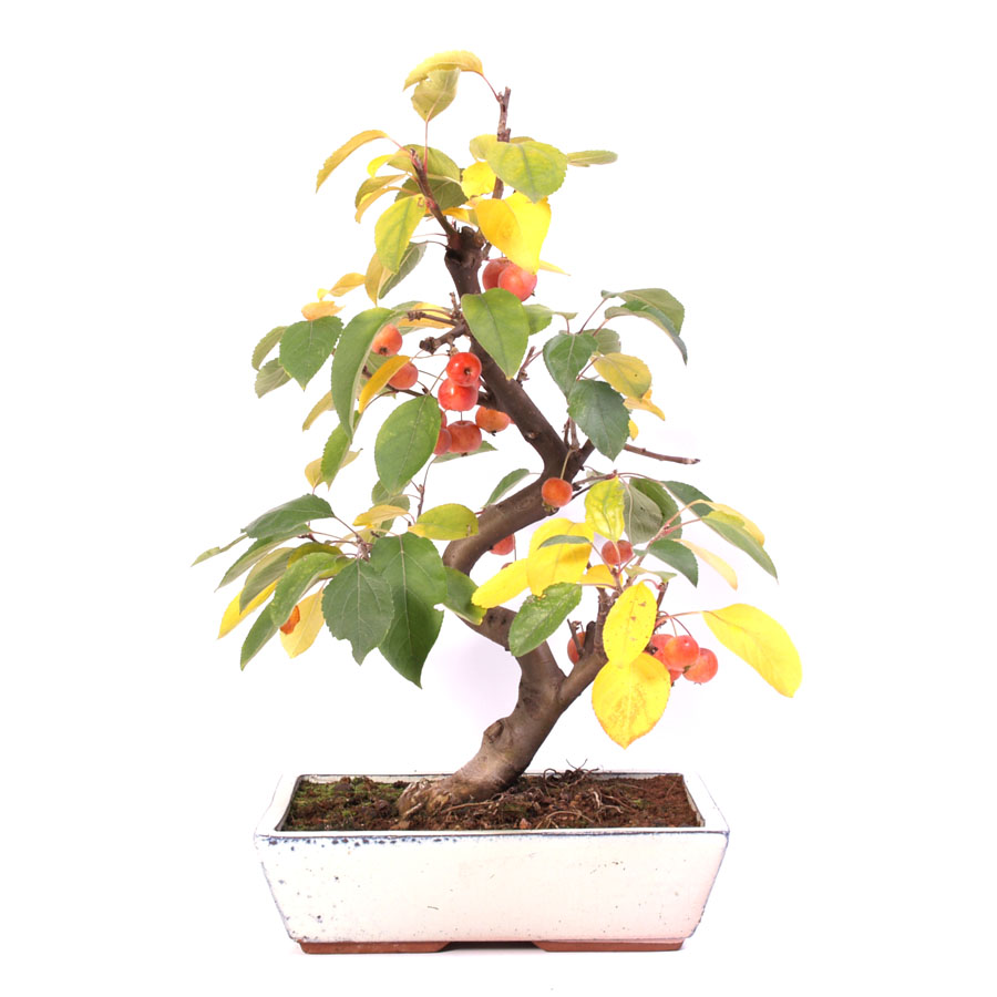 Malus Domestica, Outdoor, 30cm cream colored pot height 50cm