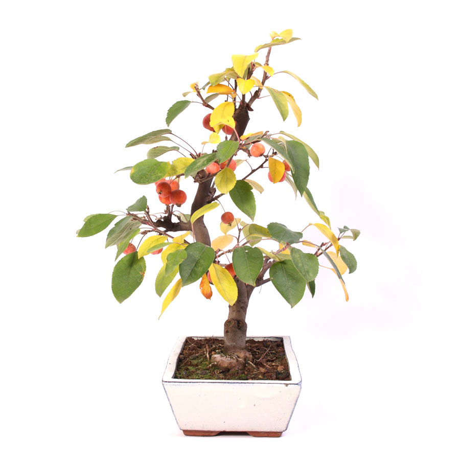 Malus Domestica, Outdoor, 30cm cream colored pot height 50cm