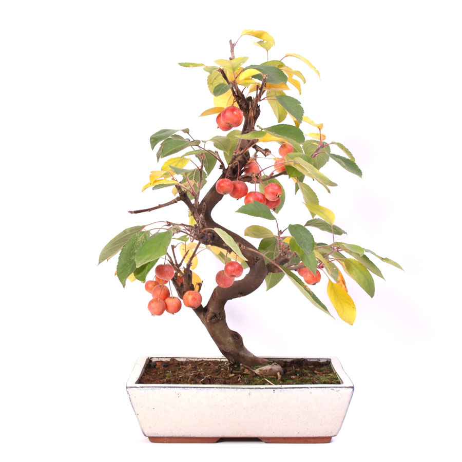 Malus Domestica, Outdoor, 30cm cream colored pot height 50cm