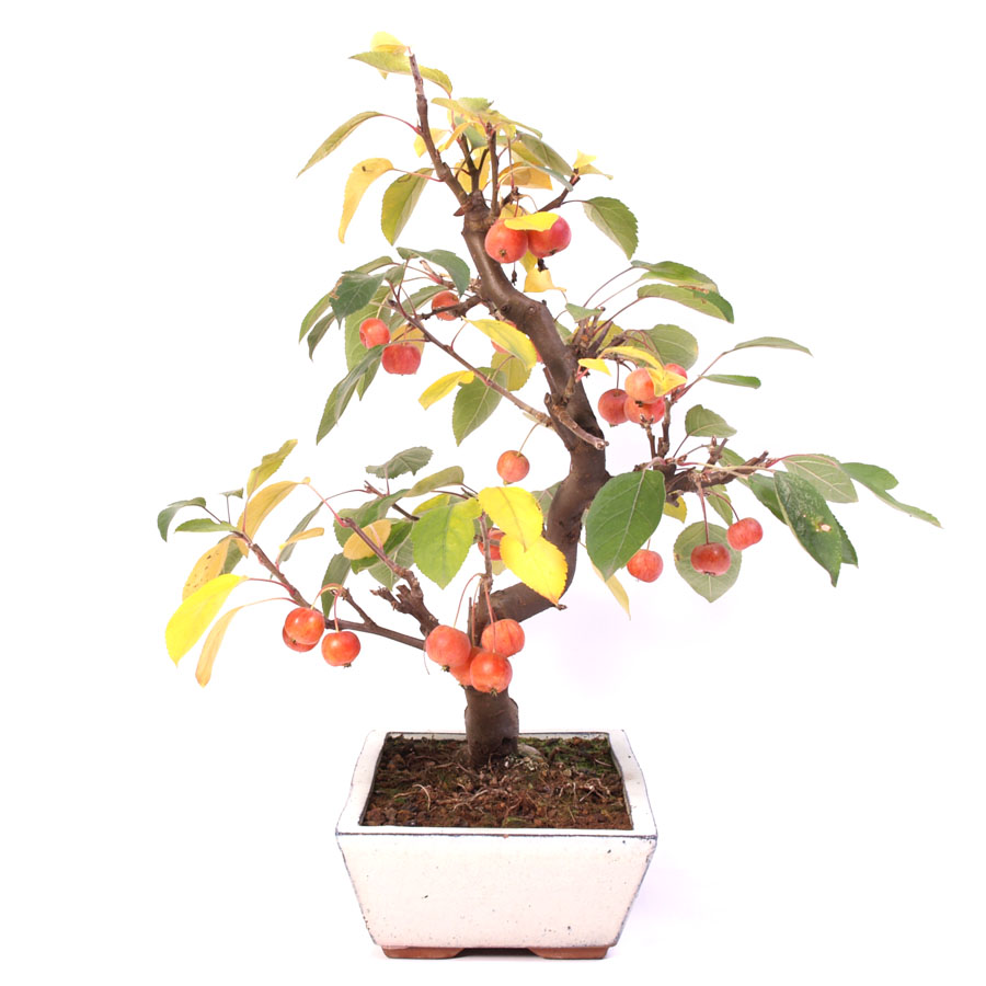 Malus Domestica, Outdoor, 30cm cream colored pot height 50cm