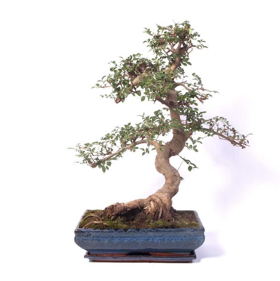 Zelkova Zimmerbonsai 35cm