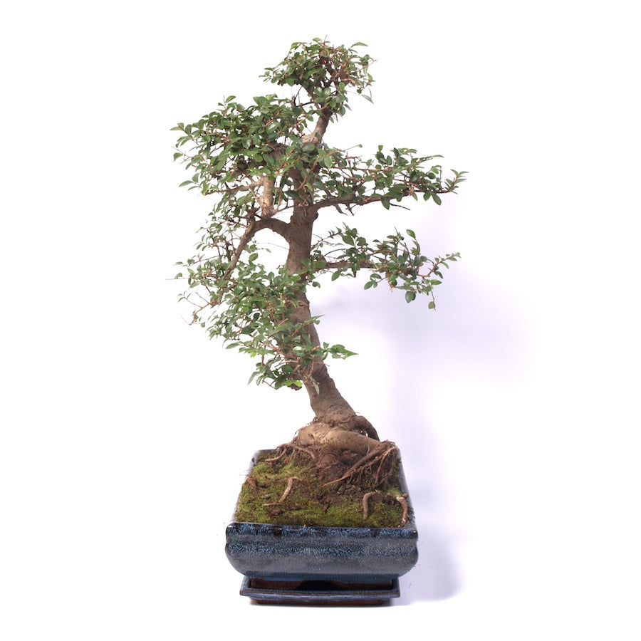 Zelkova Zimmerbonsai 35cm