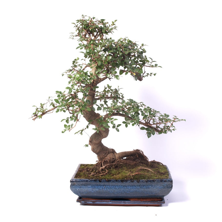 Zelkova Zimmerbonsai 35cm