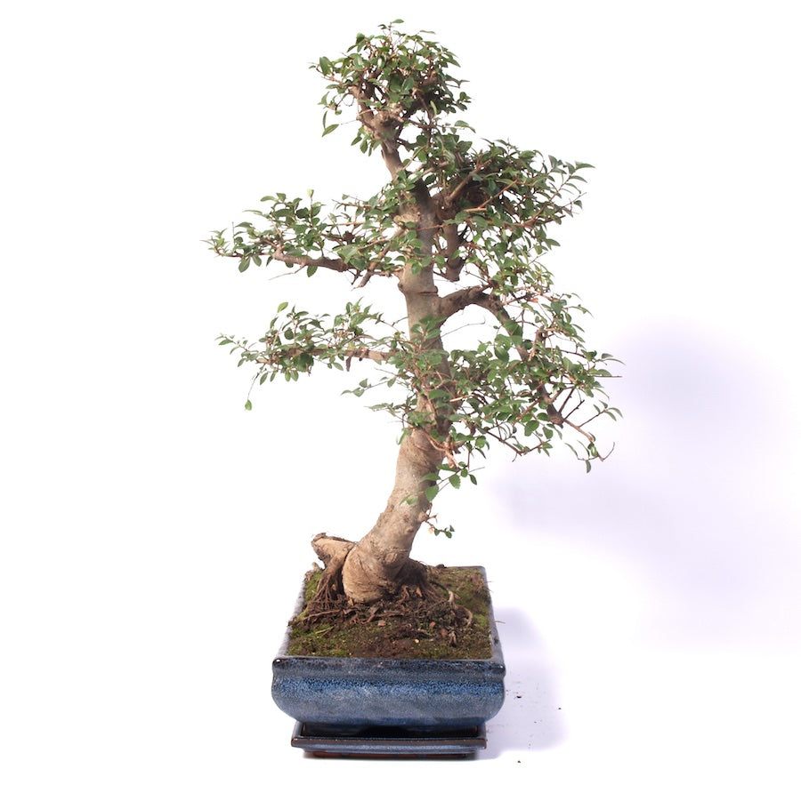 Zelkova Zimmerbonsai 35cm