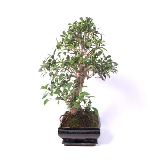 Ficus Retusa pot d'intérieur 35 cm