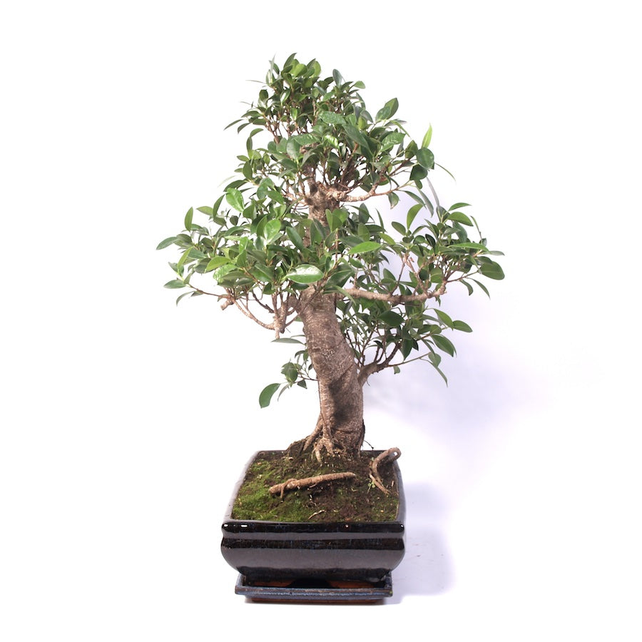 Ficus Retusa pot d'intérieur 35 cm