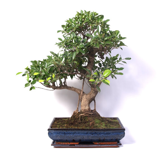 Ficus Retusa Indoor Bonsai 40cm
