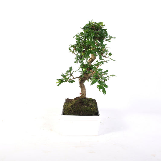 Carmona Macrophylla Indoor Bonsai Easycare potmaat 27cm wit