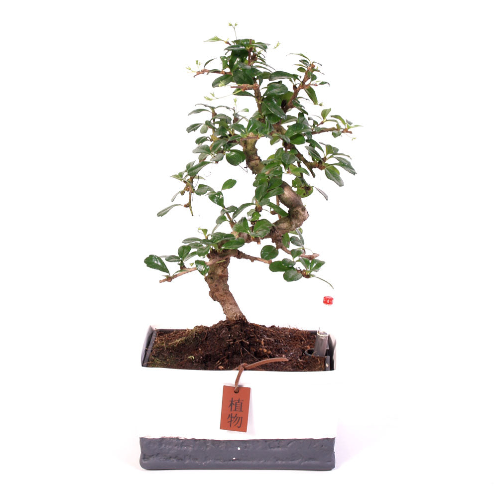 Carmona Macrophylla indoor Bonsai Easycare potmaat 17cm two tone