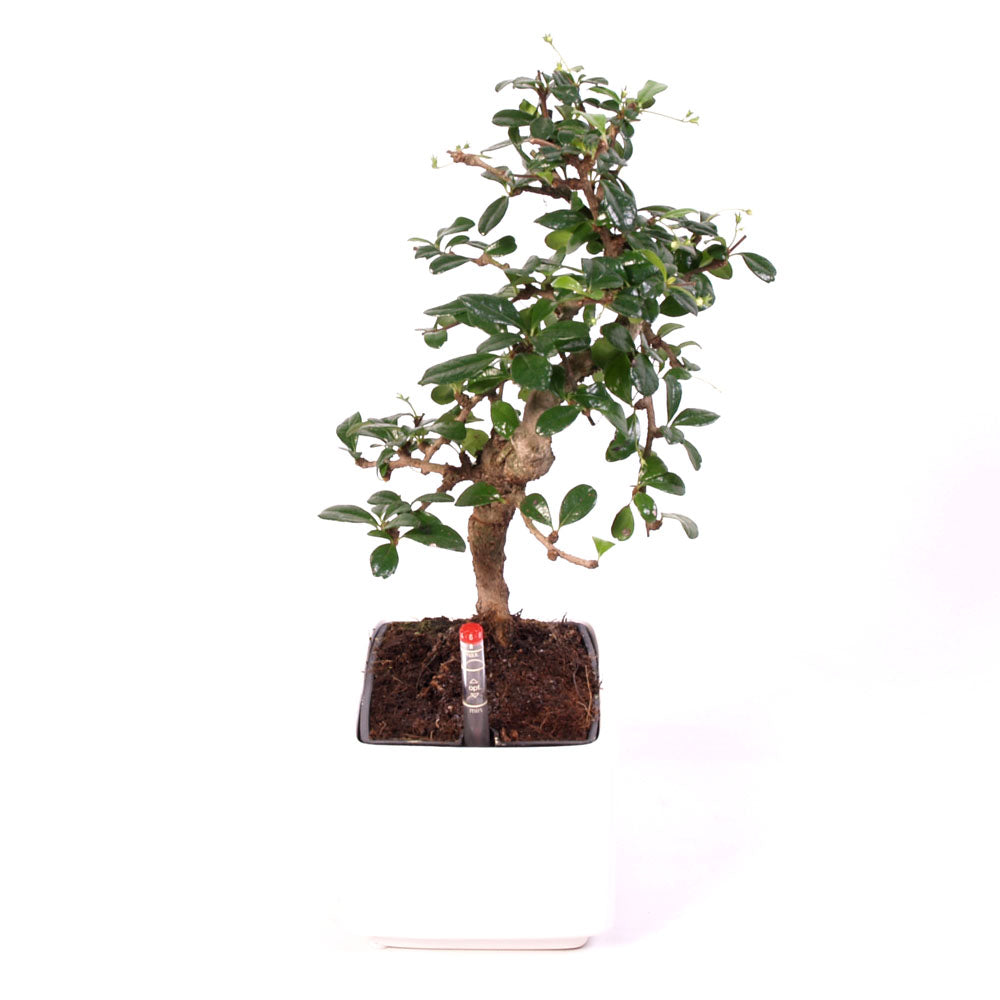 Carmona Macrophylla indoor Bonsai Easycare potmaat 17cm wit