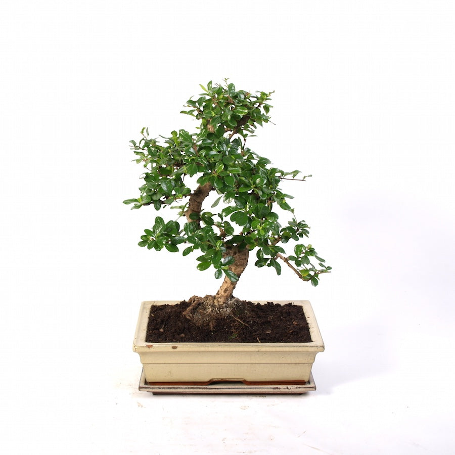 Carmona Macrophylla Indoor Bonsai 30cm creme