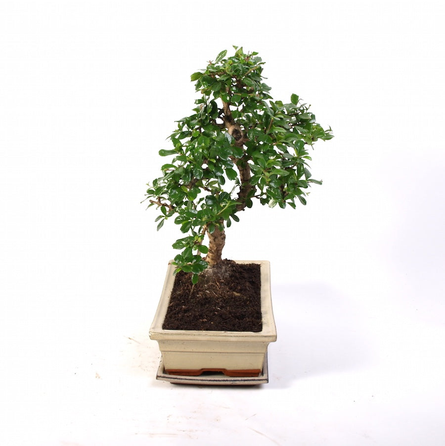 Carmona Macrophylla Indoor Bonsai 30cm creme
