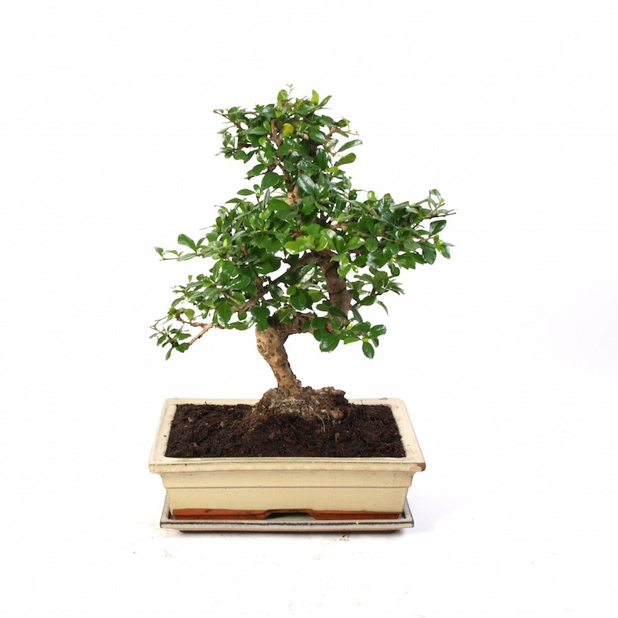 Carmona Macrophylla Indoor Bonsai 30cm creme