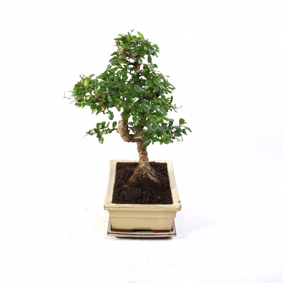 Carmona Macrophylla Indoor Bonsai 30cm creme