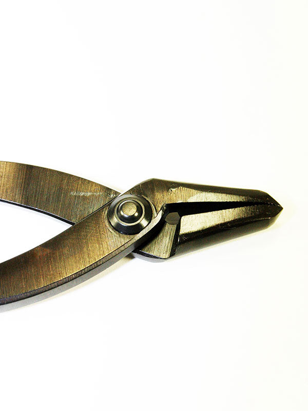 Bonsaï Jintang 230 mm