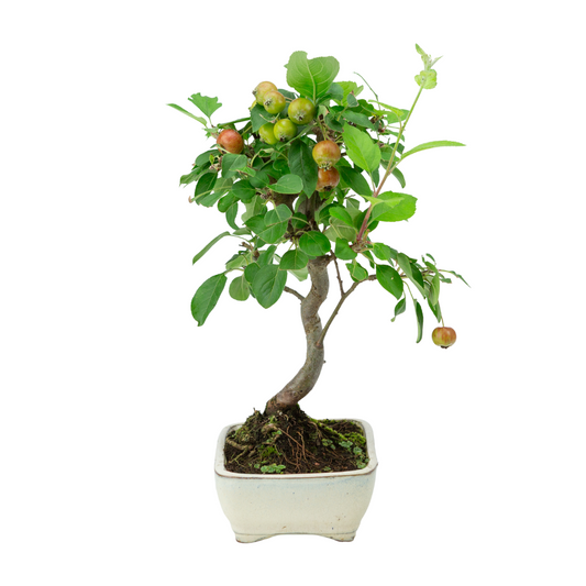 Malus halliana creme rechthoekige pot 16cm, hoogte ~34cm