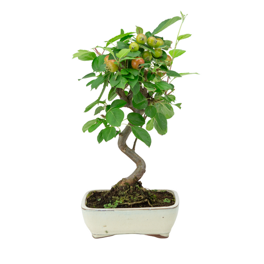 Malus halliana creme rechthoekige pot 16cm, hoogte ~34cm