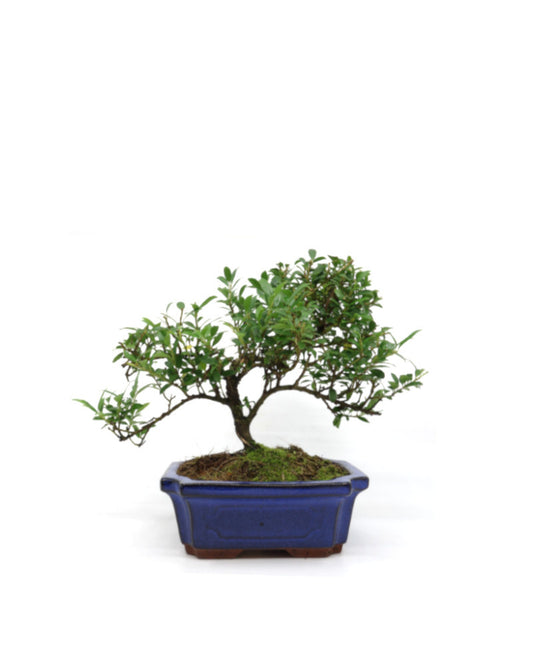 Buiten Bonsai Ilex crenata blauwe rechthoekige pot 15cm, hoogte ~ 24cm