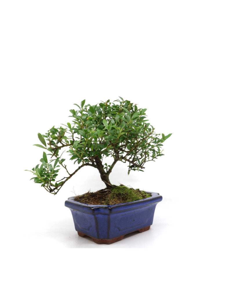 Buiten Bonsai Ilex crenata blauwe rechthoekige pot 15cm, hoogte ~ 24cm