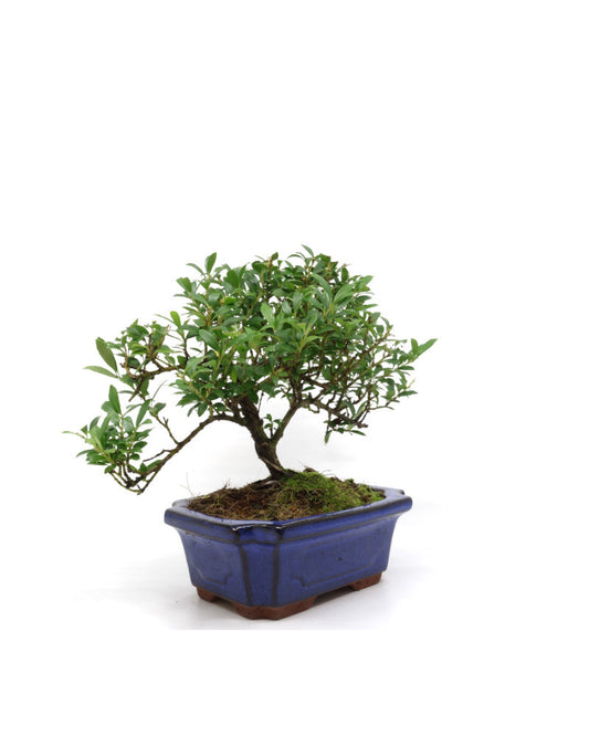 Buiten Bonsai Ilex crenata blauwe rechthoekige pot 15cm, hoogte ~ 24cm