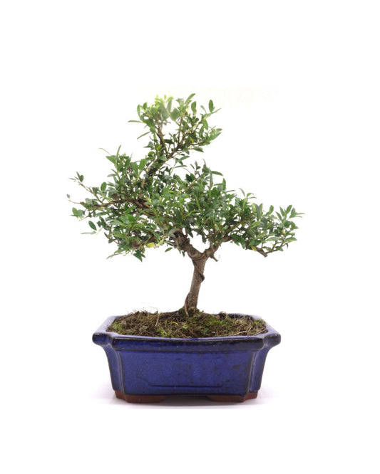 Buiten Bonsai Ilex crenata blauwe rechthoekige pot 20cm, hoogte ~36cm