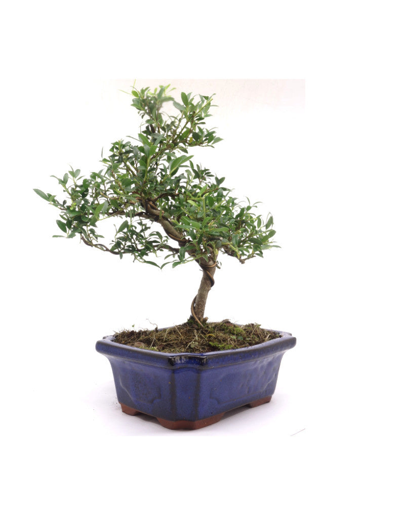 Buiten Bonsai Ilex crenata blauwe rechthoekige pot 20cm, hoogte ~36cm